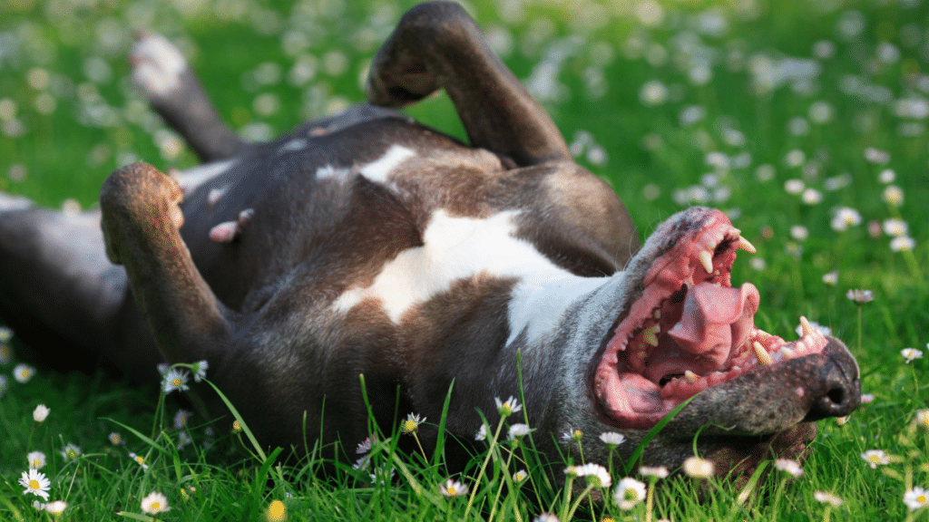 Cucciolo di Amstaff