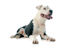 American Staffordshire Terrier (Amstaff): origini, carattere, aspetto e curiosità