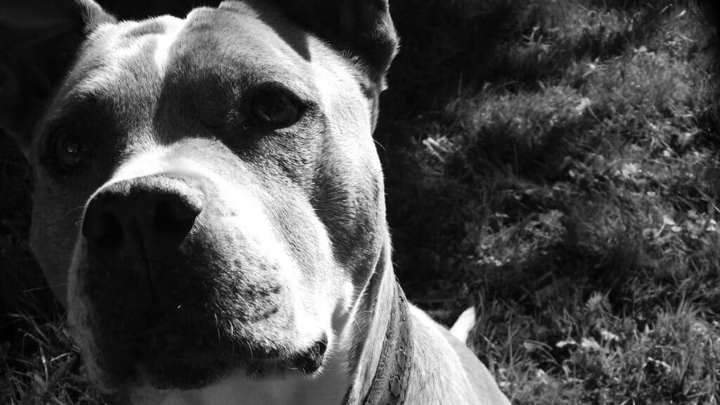 American Staffordshire Terrier