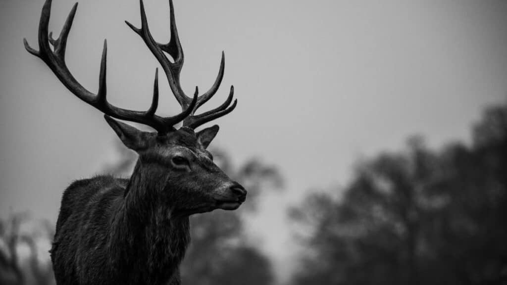 Segugio e ungulati nella storia