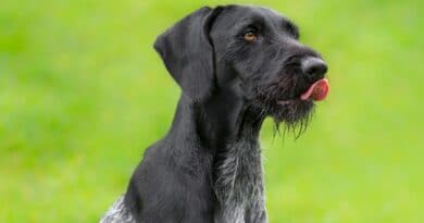 Vivere con un cane da caccia, tra istinto e quotidiano.