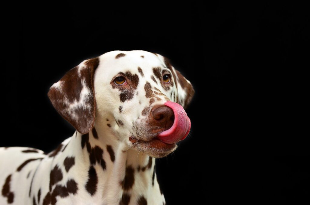 Pet Therapy Stress e Bisogni etologici