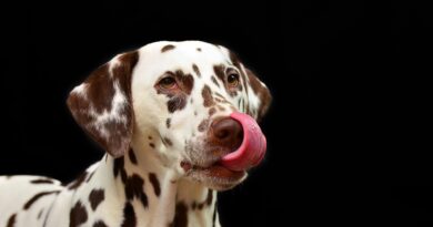 Pet Therapy Stress e Bisogni etologici