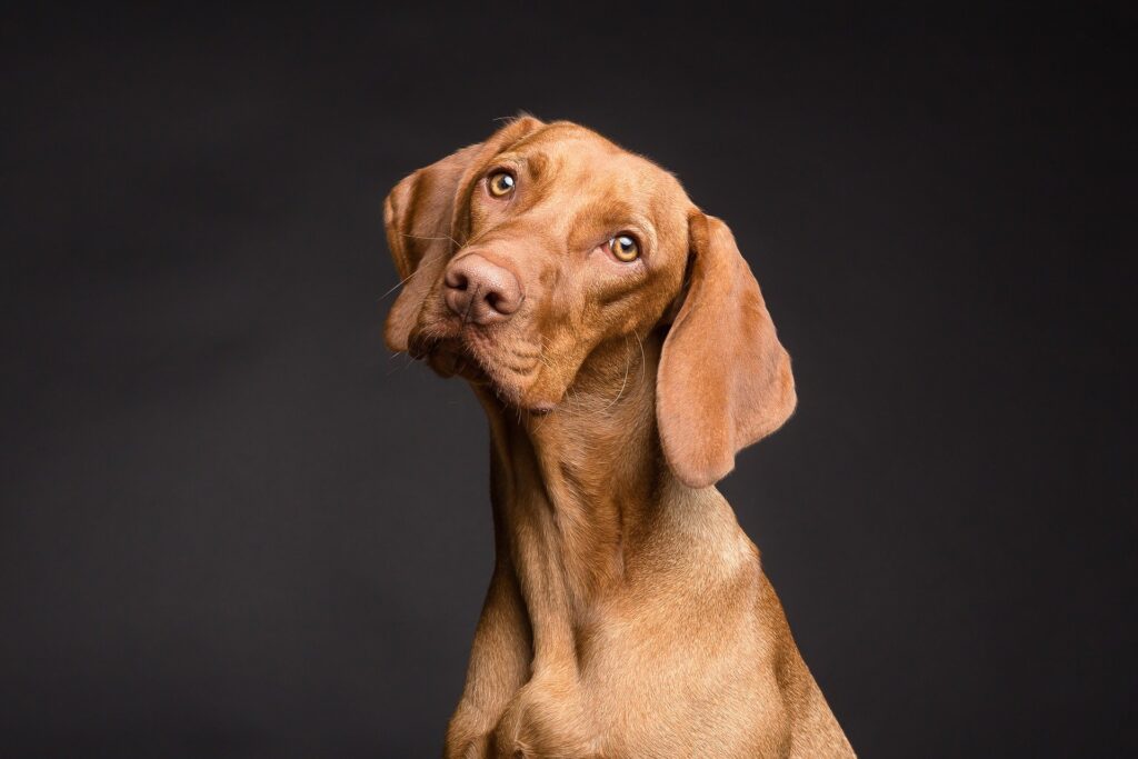 Pet Therapy Stress e Bisogni etologici