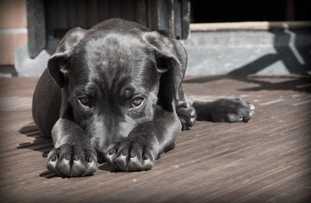Pet Therapy Stress e Bisogni etologici