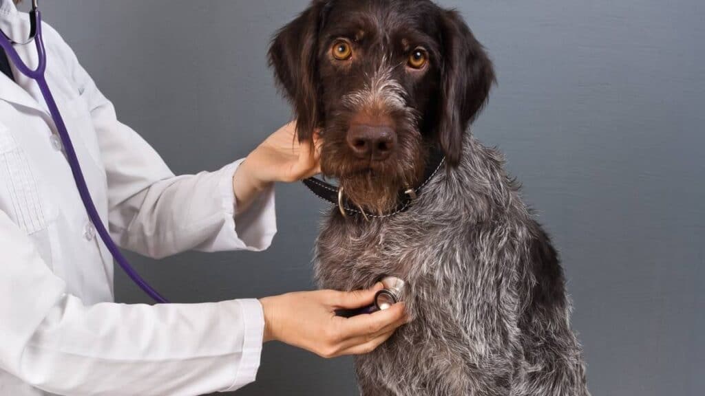 il medico veterinario tra i professionisti degli animali.