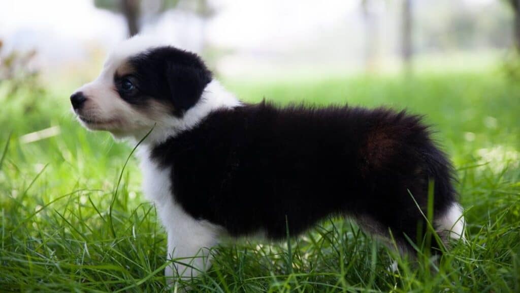 Professionisti degli animali: l'allevatore