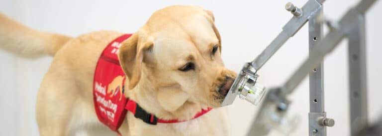 Bio detection dogs