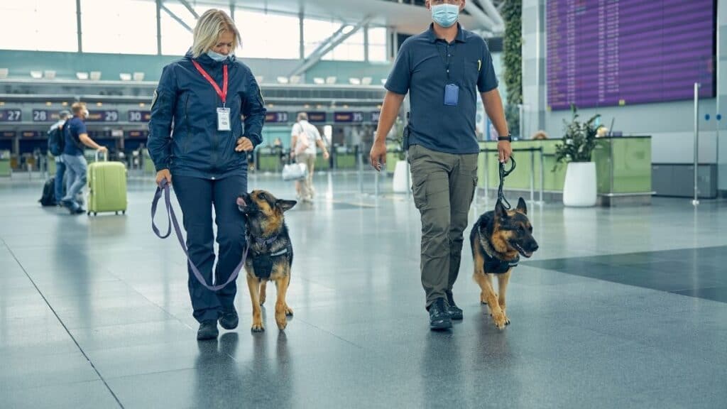 Bio detection dogs