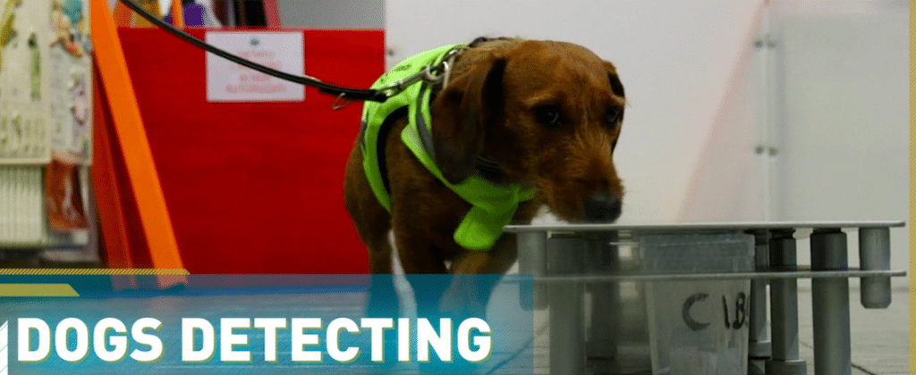 Bio detection dogs