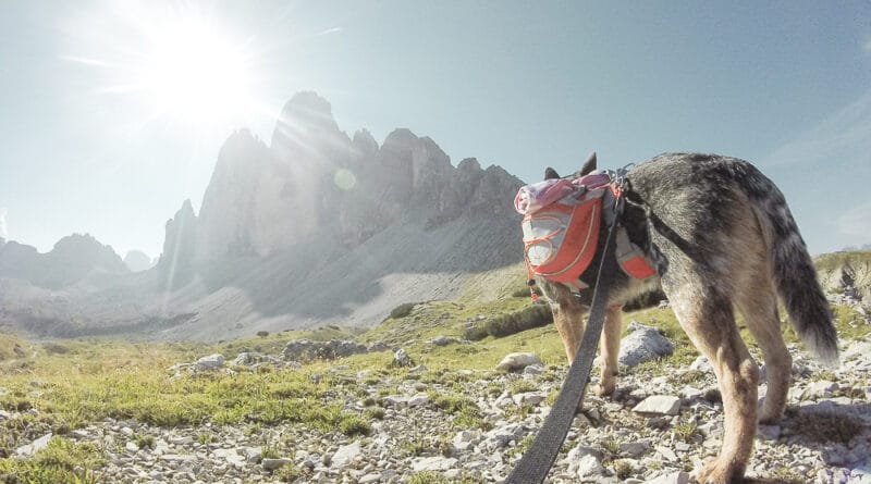 dog trekking