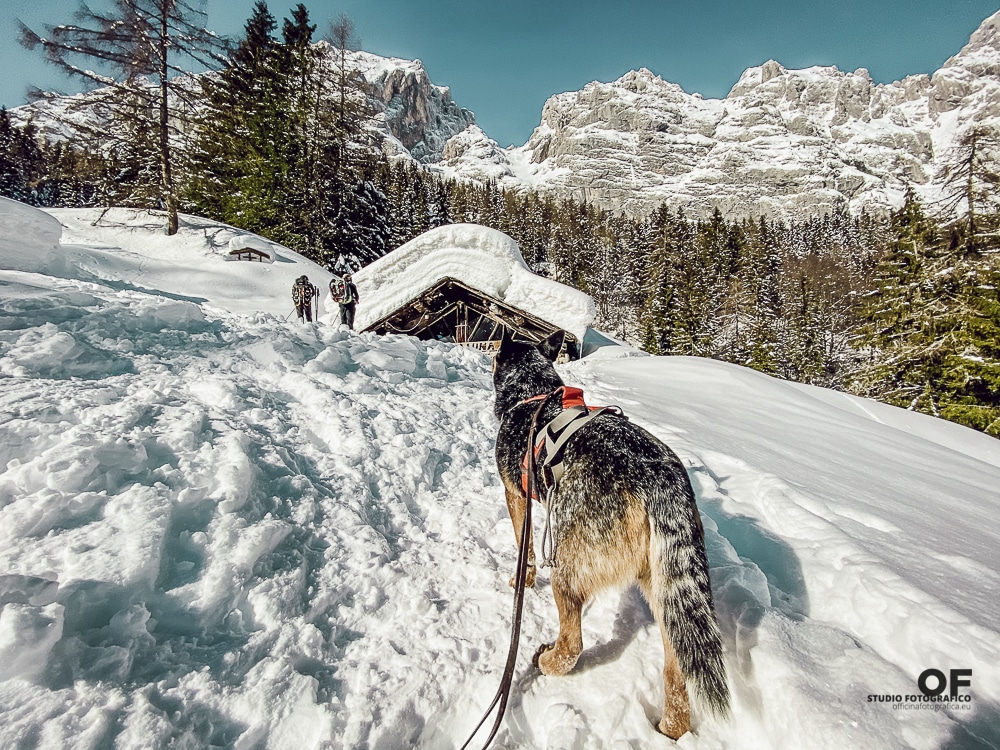 Dog Trekking