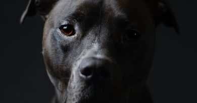 Maltrattamento e abuso di Razza: come riconoscerlo?