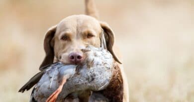Arrivano i city hunters: al servizio dei cani da caccia “cittadini”