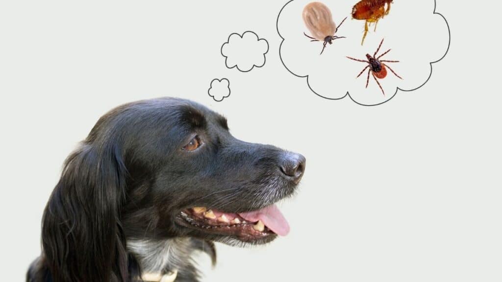 Olio di neem per i cani