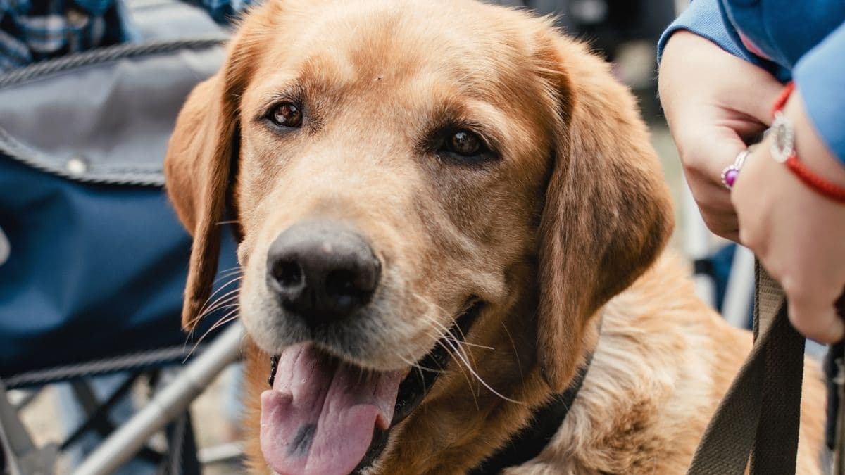 Labrador e interventi assistiti con gli animali Labrador impegnato negli interventi assistiti con gli animali