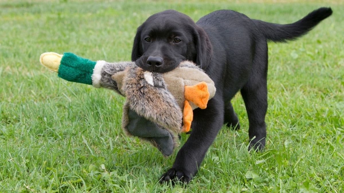 Labrador cucciolo: attitudini e relazione Cucciolo di Labrador durante un esercizio di riporto