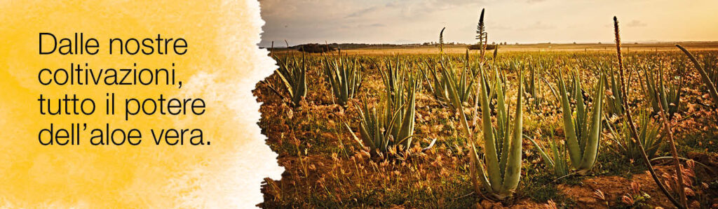 cani e aloe vera