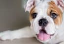 Bulldog inglese: storia, carattere e salute di una razza iconica