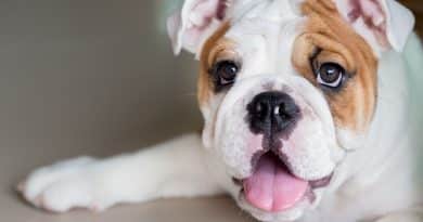 Bulldog inglese: storia, carattere e salute di una razza iconica