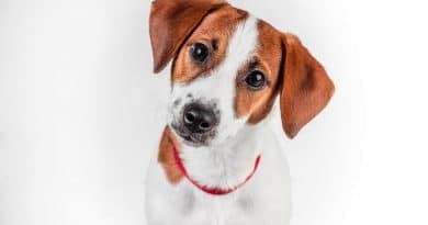 Jack Russel Terrier: un’idea di cane tutta british