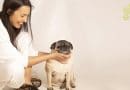 3 Motivi per cui la vita è migliore con un carlino