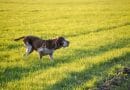 Bracco Italiano? Comincia qui
