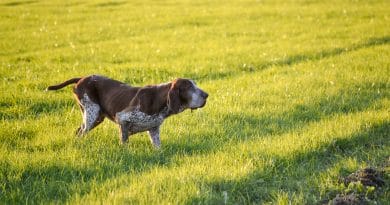 Bracco Italiano? Comincia qui