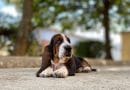 BassetHound: tutto quello che devi sapere!