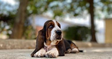 BassetHound: tutto quello che devi sapere!