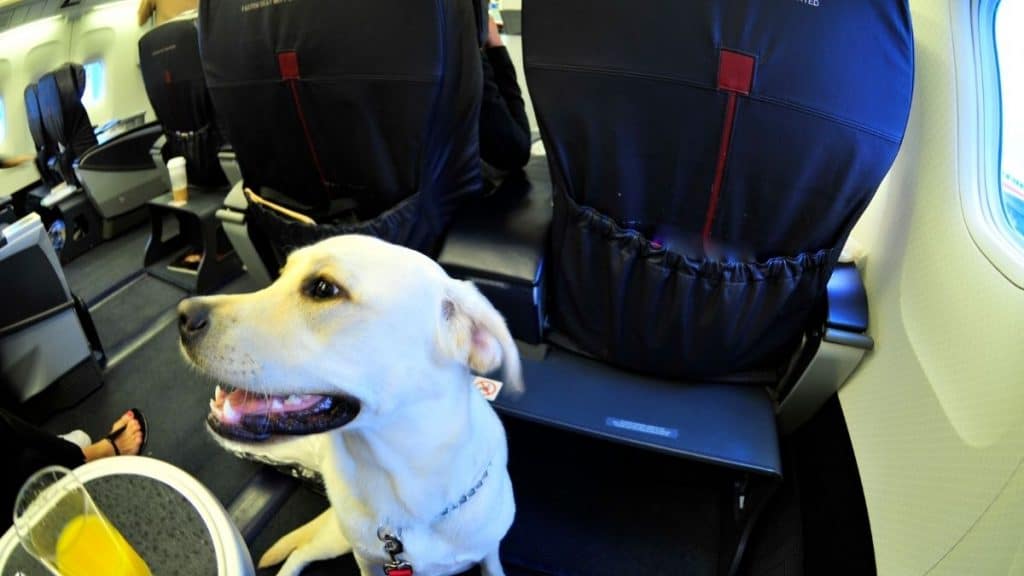BauTour da Milano a Roma in aereo con cani in cabina di ogni taglia con visita guidata