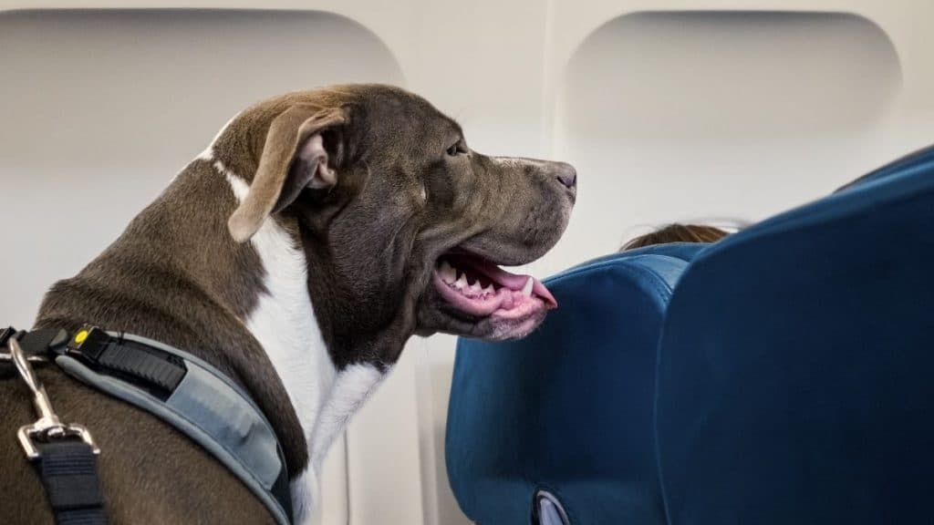 Il primo volo in Italia con cani di tutte le taglie in cabina. Organizzato da TripForDog