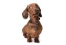 Il Bassotto! Un cane amato da Marilyn Monroe, Picasso e molti altri…