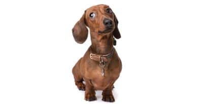 Il Bassotto! Un cane amato da Marilyn Monroe, Picasso e molti altri…