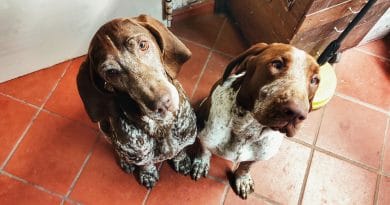 Sei un tipo da Bracco Italiano se…