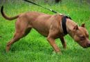 American Pitbull Terrier: le origini.
