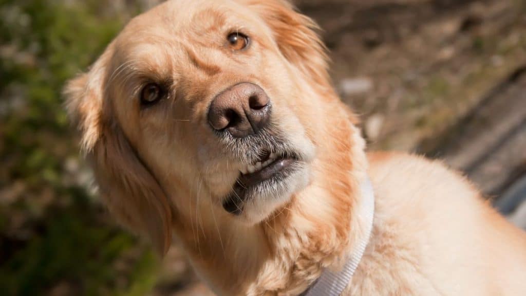 Comunicare con il tuo cane. Come fai le richieste al tuo cane?