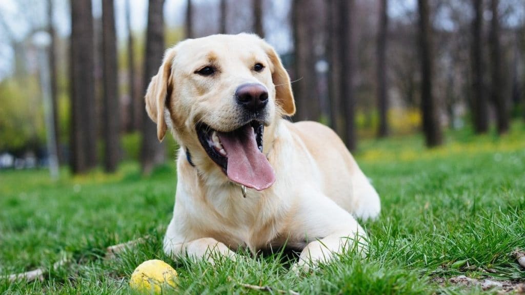 Comunicare con il tuo cane. Come fai le richieste al tuo cane? Di Attilio Miconi