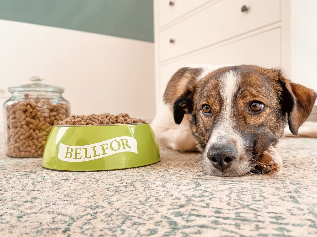 Il cibo per cani Bellfor