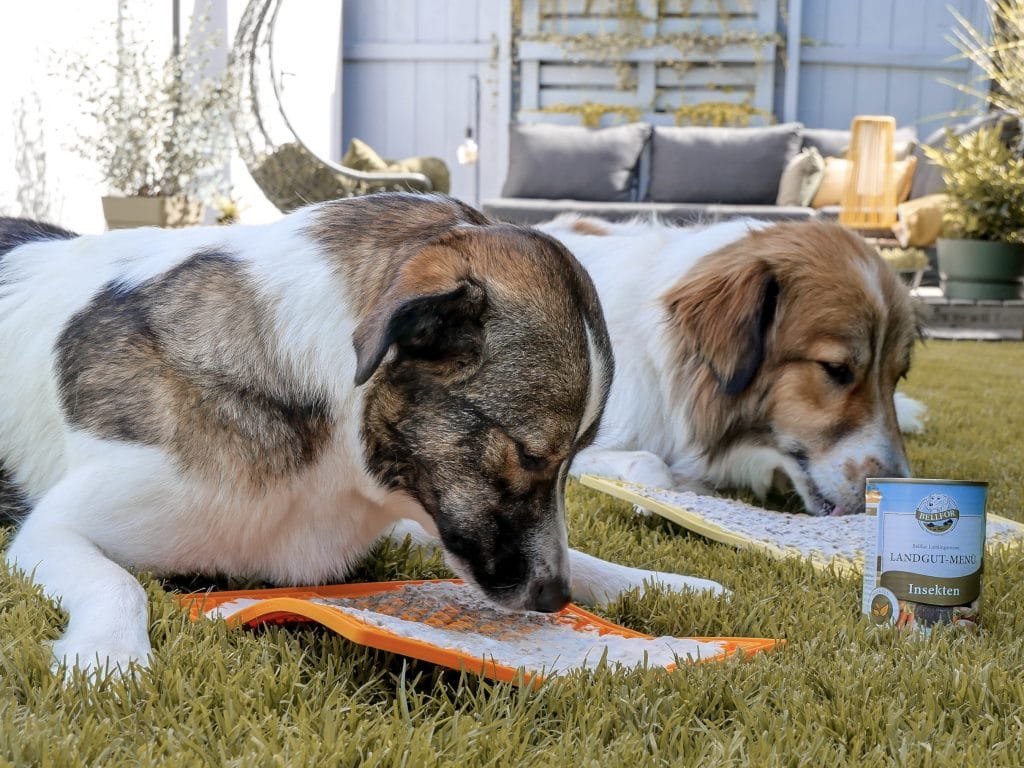 Il cibo per cani Bellfor