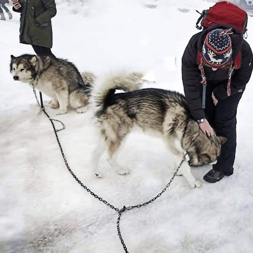 cani da slitta sull'Alpe Cimbra