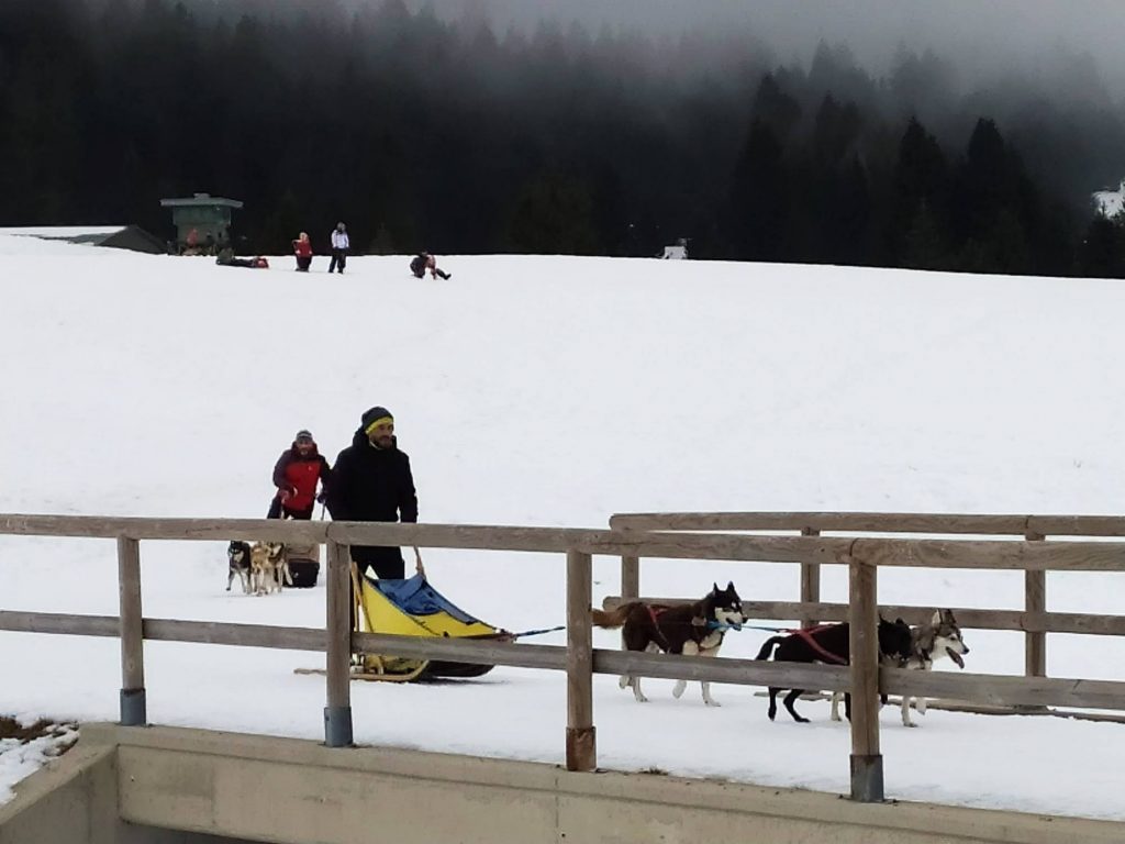 cani da slitta sull'Alpe Cimbra