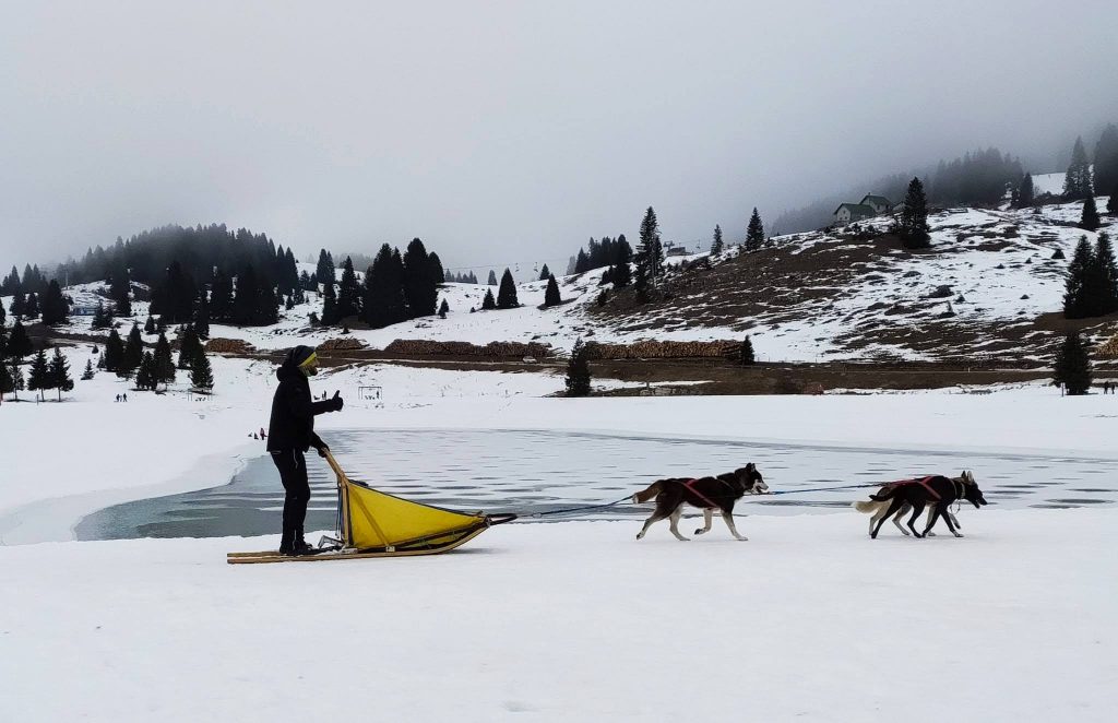 cani da slitta sull'Alpe Cimbra