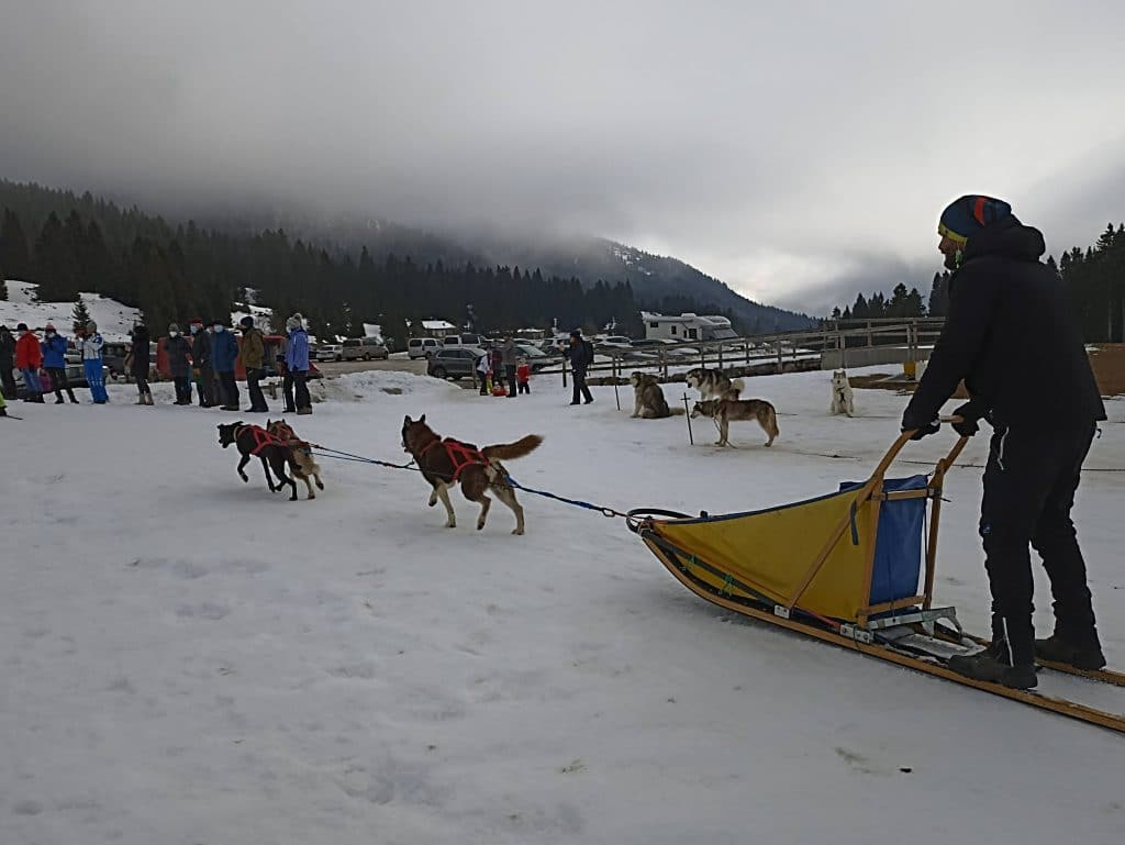 cani da slitta sull'Alpe Cimbra
