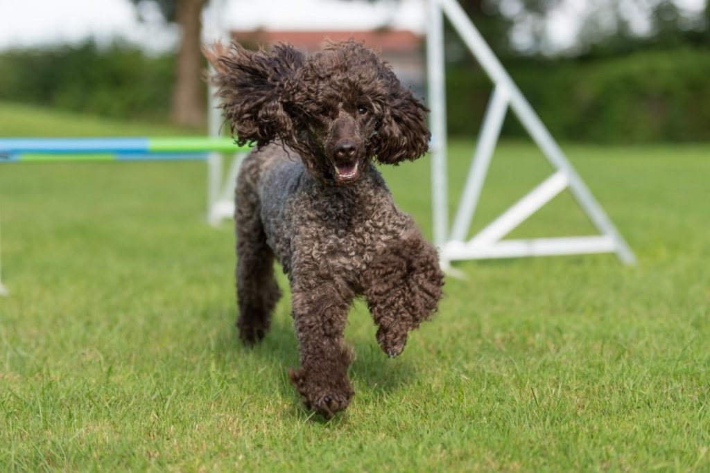 il cane barbone