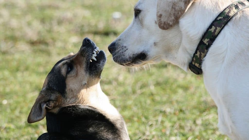 etologia e cani