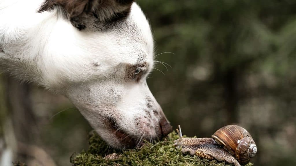 etologia per conoscere meglio i nostri cani