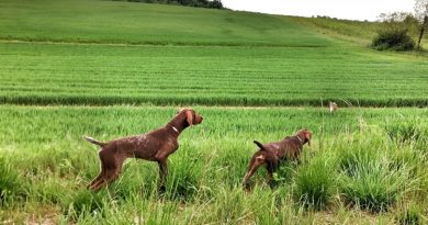 Il corso per conoscere davvero i cani da caccia, da febbraio in Piemonte.
