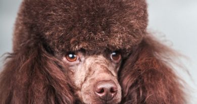 Parliamo del barbone, un cane duttile e intelligente. Il barboncino? Non esiste!