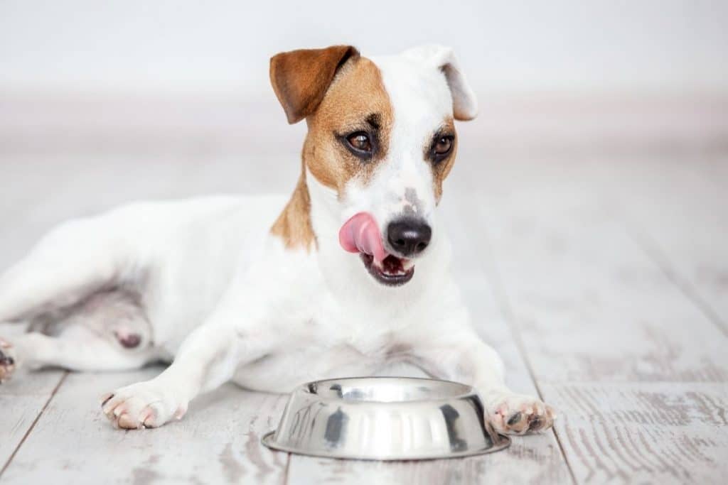 veterinario nutrizionista